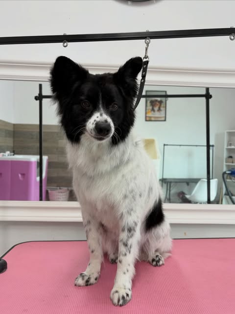 Border collie po pielęgnacji w salonie Psia Perfekcja