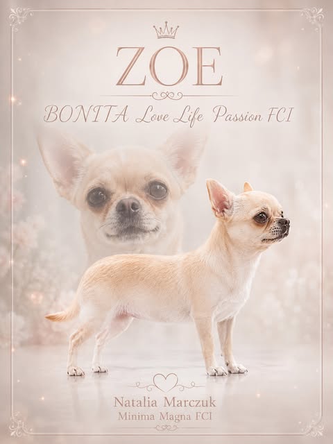 Zoe Bonita: grafika hodowli Minima Magna FCI
