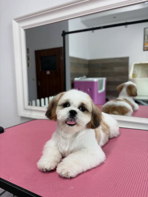 Shih tzu Daisy po pierwszej wizycie