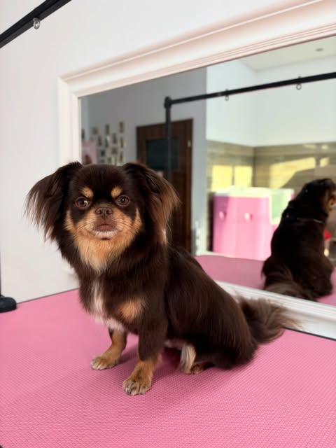 Chihuahua Borys po pielęgnacji