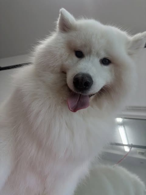 Samojed po pielęgnacji w salonie Psia Perfekcja